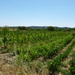 wwoofing in Spagna, agricoltura biologica, spagna