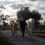 italian horse protection center, ihp, rifugio cavalli, santuario,