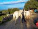 italian horse protection center, ihp, rifugio cavalli, santuario,