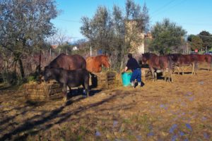 italian horse protection center, ihp, rifugio cavalli, santuario, simone dabbicco