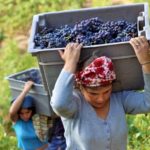 Vendemmia, raccolta dell'uva, lavori stagionali
