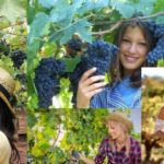 vendemmia, francia, donne, ragazze, idealizzazione, raccolta dell'uva, settembre, ottobre