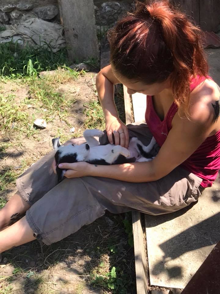 Rifugio per cani a nord della Bulgaria cerca volontari viaggiatori