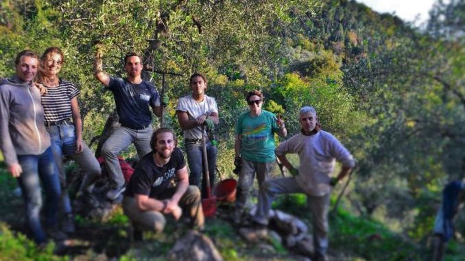 wwoof in toscana, raccolta delle olive