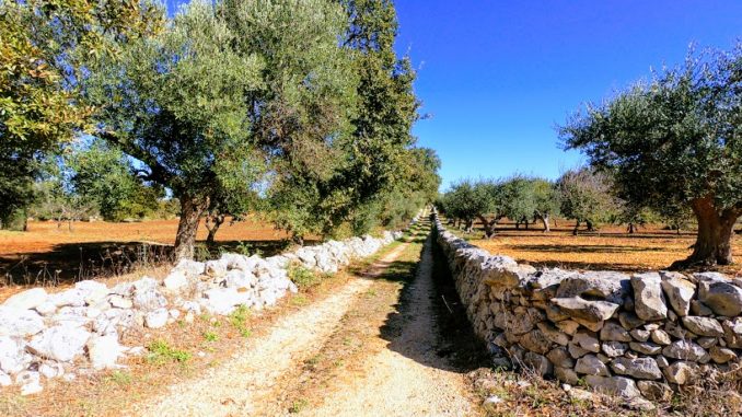 Pedalare in Puglia