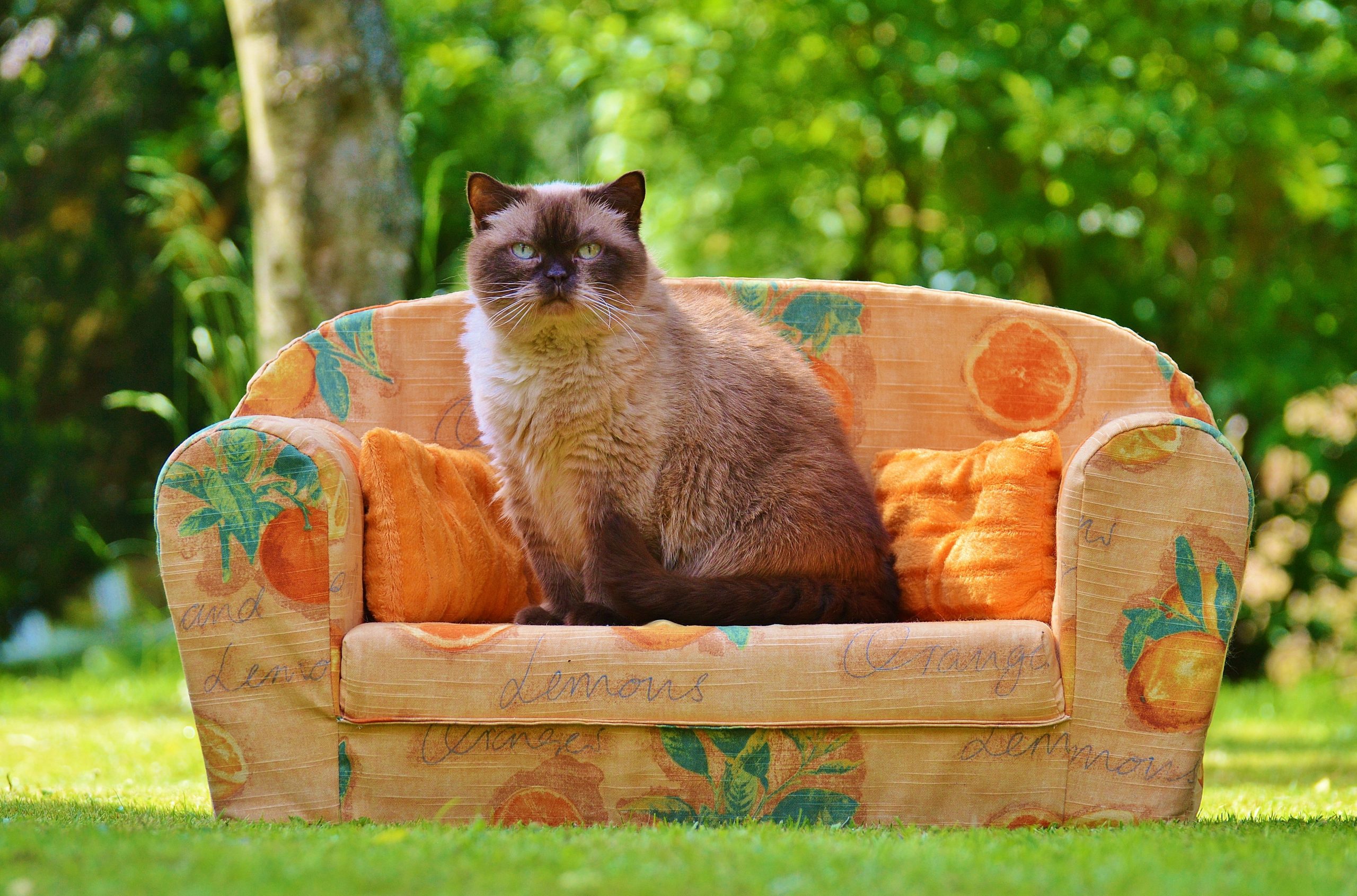 Couchsurfing cat – foto