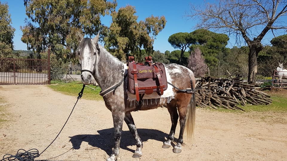Grace, Currito, horse trip, travel with a horse, travelling with a horse, travelling with horses, long term travel with horses, long term travel with a horse