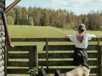 wwoof, fattoria biologica, volontaria, volontariato, progetti di volontariato, natura, vita di campagna, ragazza, animali, autosufficienza