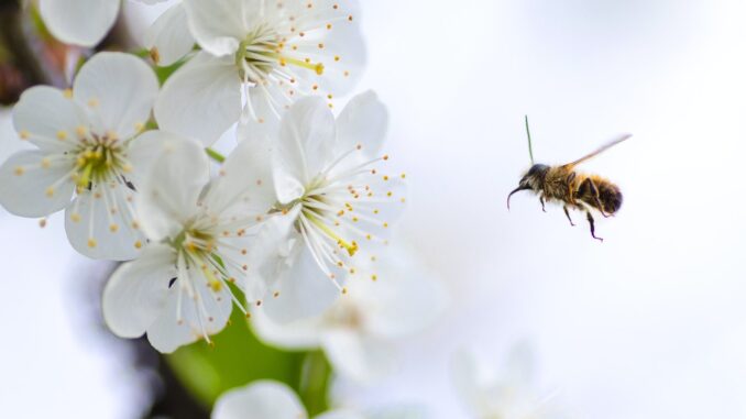 api, ape, alveare, agricoltura sostenibile, wwoof, iniziativa, px, pex, pixa, apicoltura sostenibile