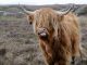 viaggi a piedi, cammini, scozia, scozzese, mucca scozzese, vacca, corna, pelo, animale, viaggiare con lentezza, highlands