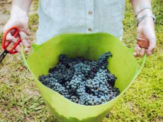 vendemmia, francia, raccolta dell'uva, consigli, contatti, informazioni