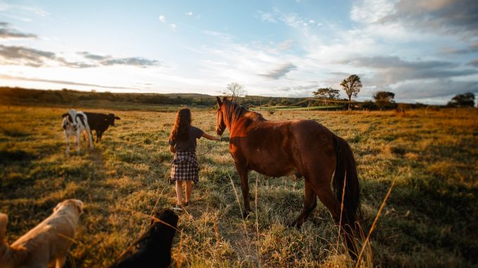 equitazione naturale, natural horsemanship