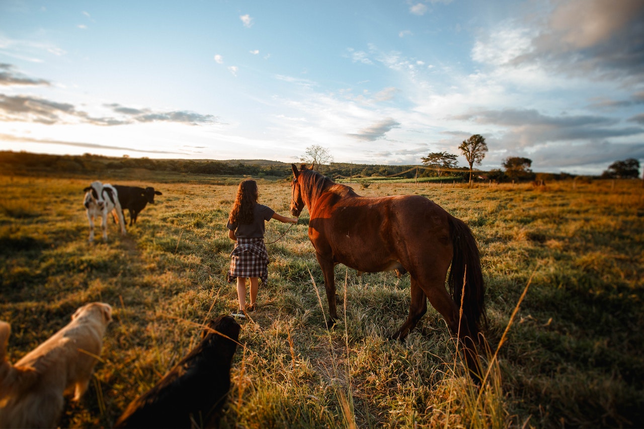 Natural Horsemanship – equitazione naturale. Foto di Helena Lopes