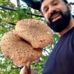funghi, Scambio vitto e alloggio a Trieste