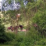 cavalli selvaggi, liberi, cavallo, Bulgaria, natura, esperienze rurali