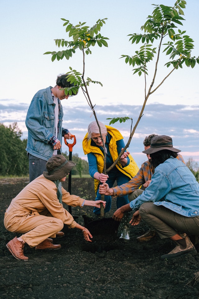 Volontari che piantano un albero – Foto di Anna Shvets (Pexels)