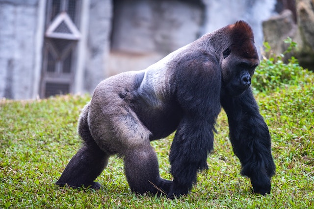 Gorilla – Foto di Klub Boks (Pexels)