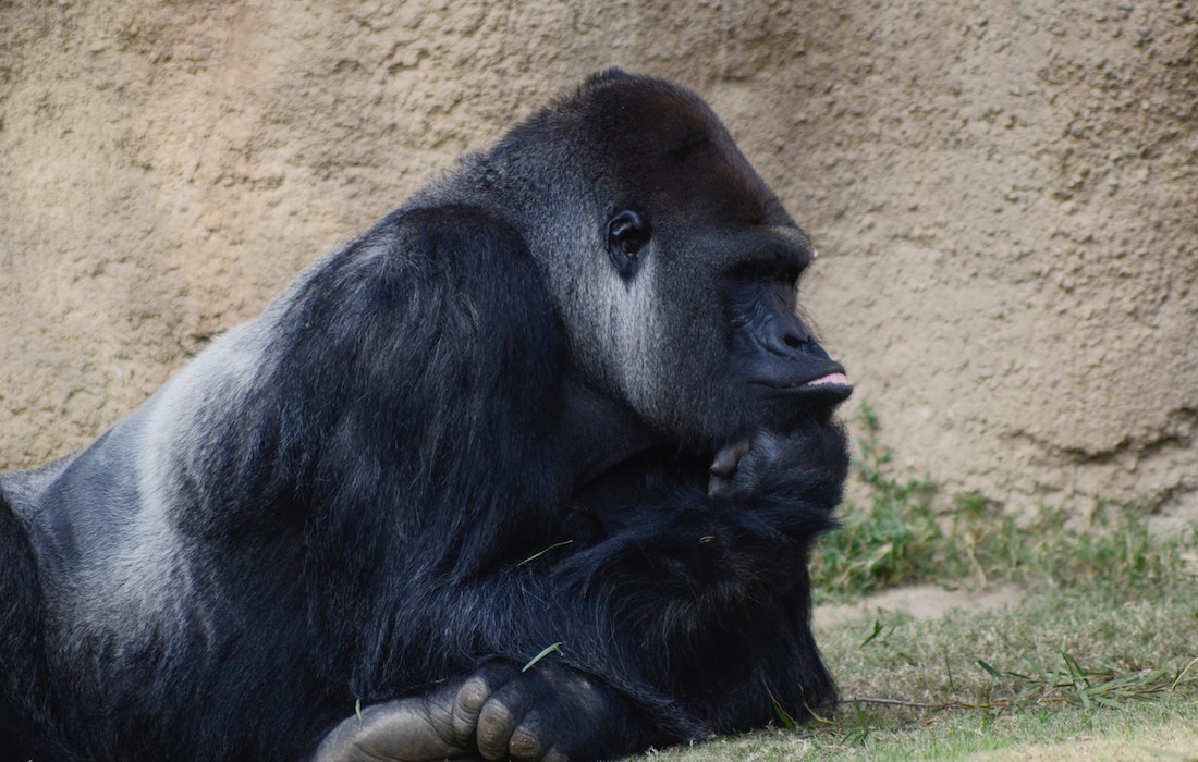 Gorilla filosofo – Foto di Ingrid Dietrich (Pexels)
