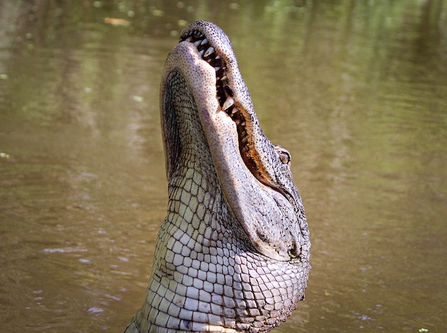 Un coccodrillo non può sporgere la lingua.