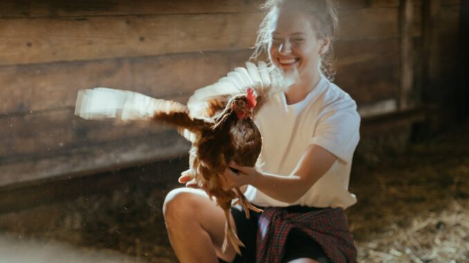 casa delle galline, autosufficienza, fattoria ecologica, pollaio,