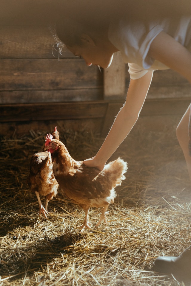 fattoria, come costruire casa galline, vita di campagna, contadina