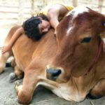mucca salvata, vegan, rifugio, santuario, progetti, India