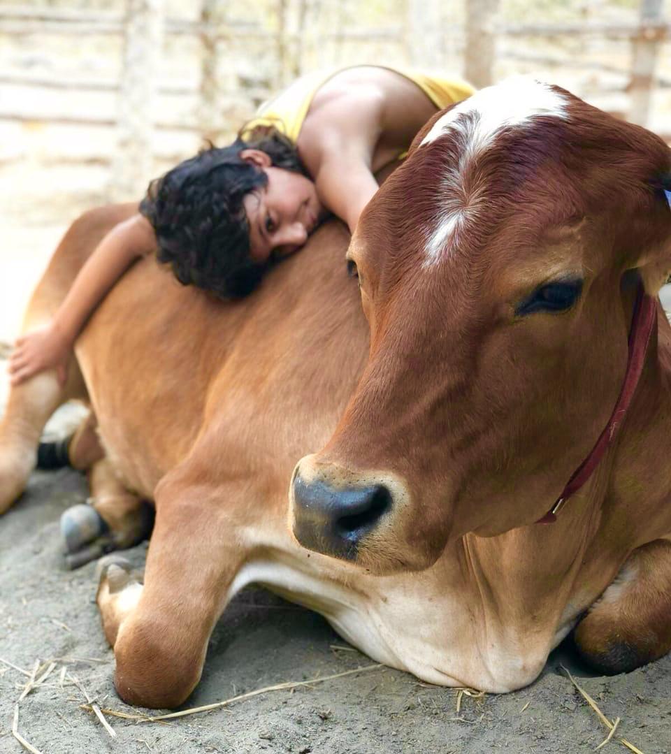 vegan, santuario, rifugio animali, India, mucca, Sadhana Forest