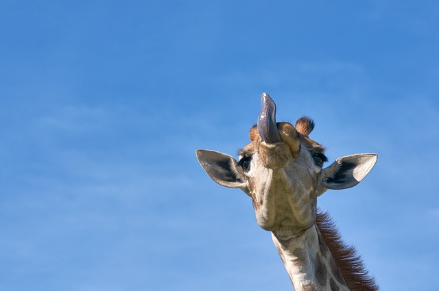La lunga lingua di una giraffa