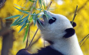 wwf, panda, animali, zoo, Cina