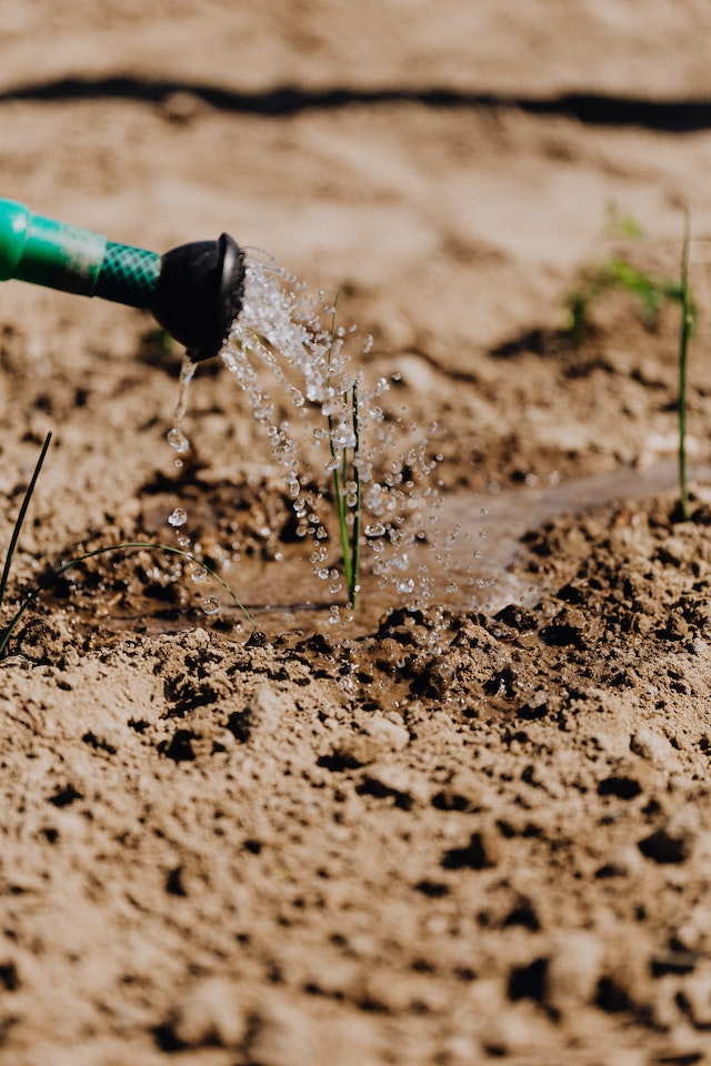 irrigazione, acqua, piantare, guida, orto biologico, siccità