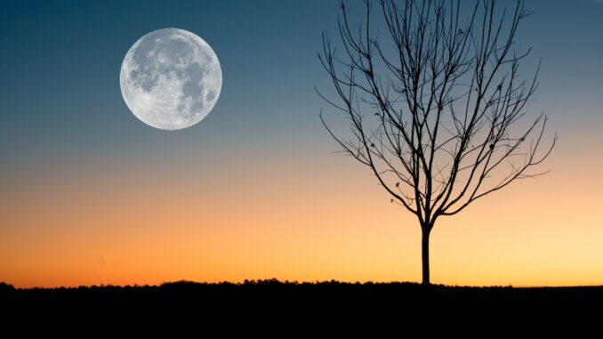 luna piena, albero, tramonto, Librazione della luna