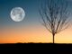 luna piena, albero, tramonto, Librazione della luna