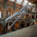 balenottera azzurra, balena, museo di storia nazionale, Londra