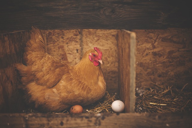 Una gallina che cova – foto via Pexels