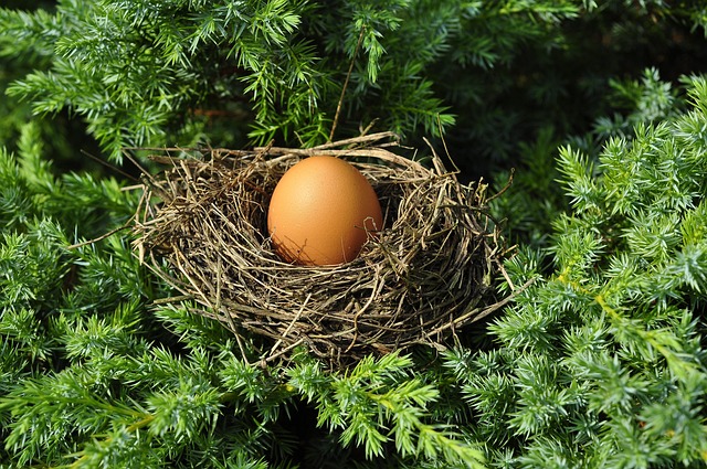 Uovo di gallina nel nido – Foto di Jerzy Gorecki via pixabay