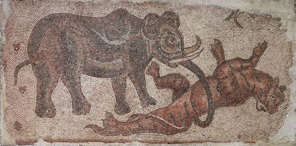 Gli animali estinti che i nostri antenati ebbero la fortuna di conoscere nell’Antica Roma – Tigre del Caspio