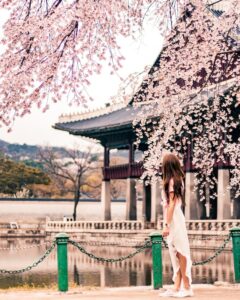 Sud Corea con lentezza, albero con fiori rosa, Hanok, (한옥) , ciliegio, fioritura