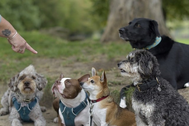dogs, petsitters, petsitting, portare a spasso i cani, guinzaglio, dog trainer