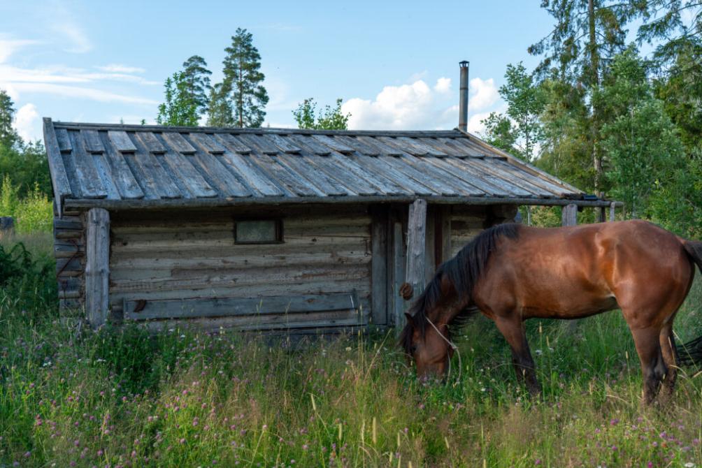 Scambio di ospitalità in Svezia presso la fattoria di Douglas