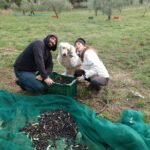 raccolta olive, volontari