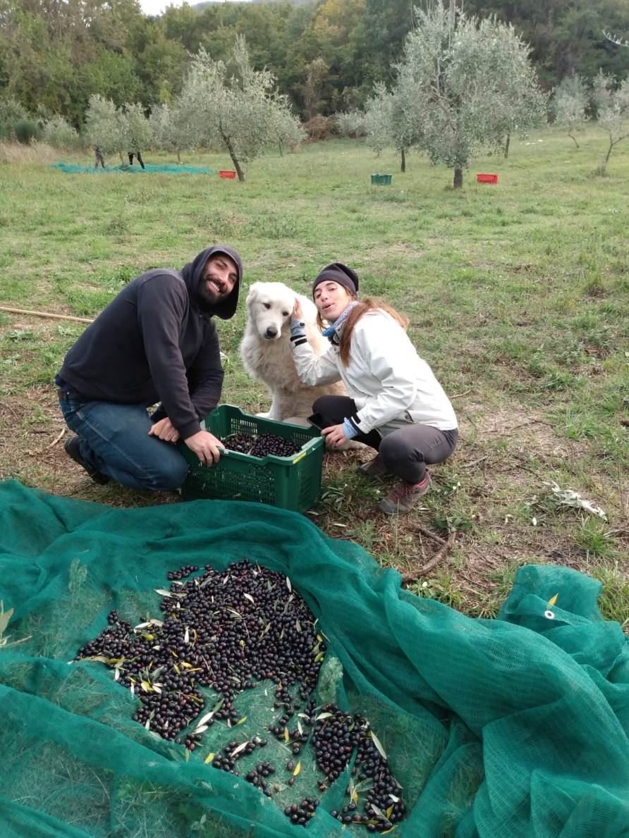 raccolta olive, volontari