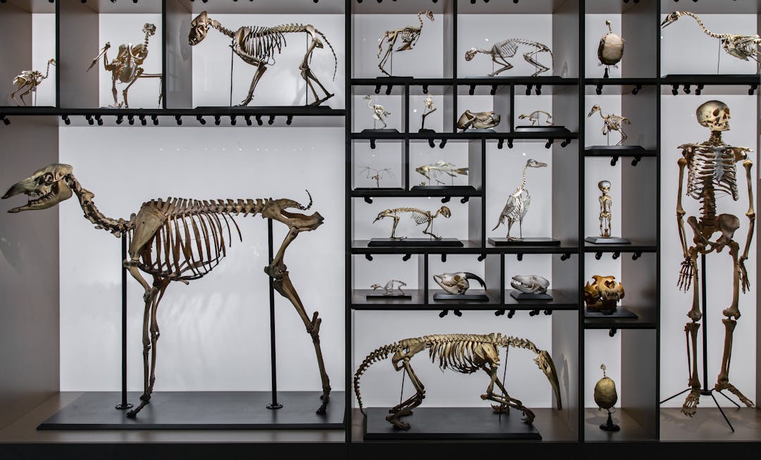 fossili, scheletri, animali, museo