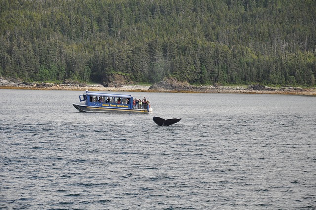 balena, whale watchers