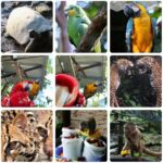 pappagalli, salvaguardia, Amazzonia, zoo, Tarqui, rifugio, scimmie