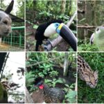 zoo rifugio, Ecuador, animali, foresta amazzonica, ocelot, pappagallo, lama, tucano