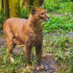 puma, cougar, leone di montagna, Ecuador, wildlife, programma di volontariato