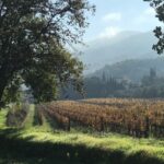 Toscana, campagna, vigneti, vino