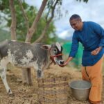 volontariato, India, vitto e alloggio, vegetarianismo, mucca, latte