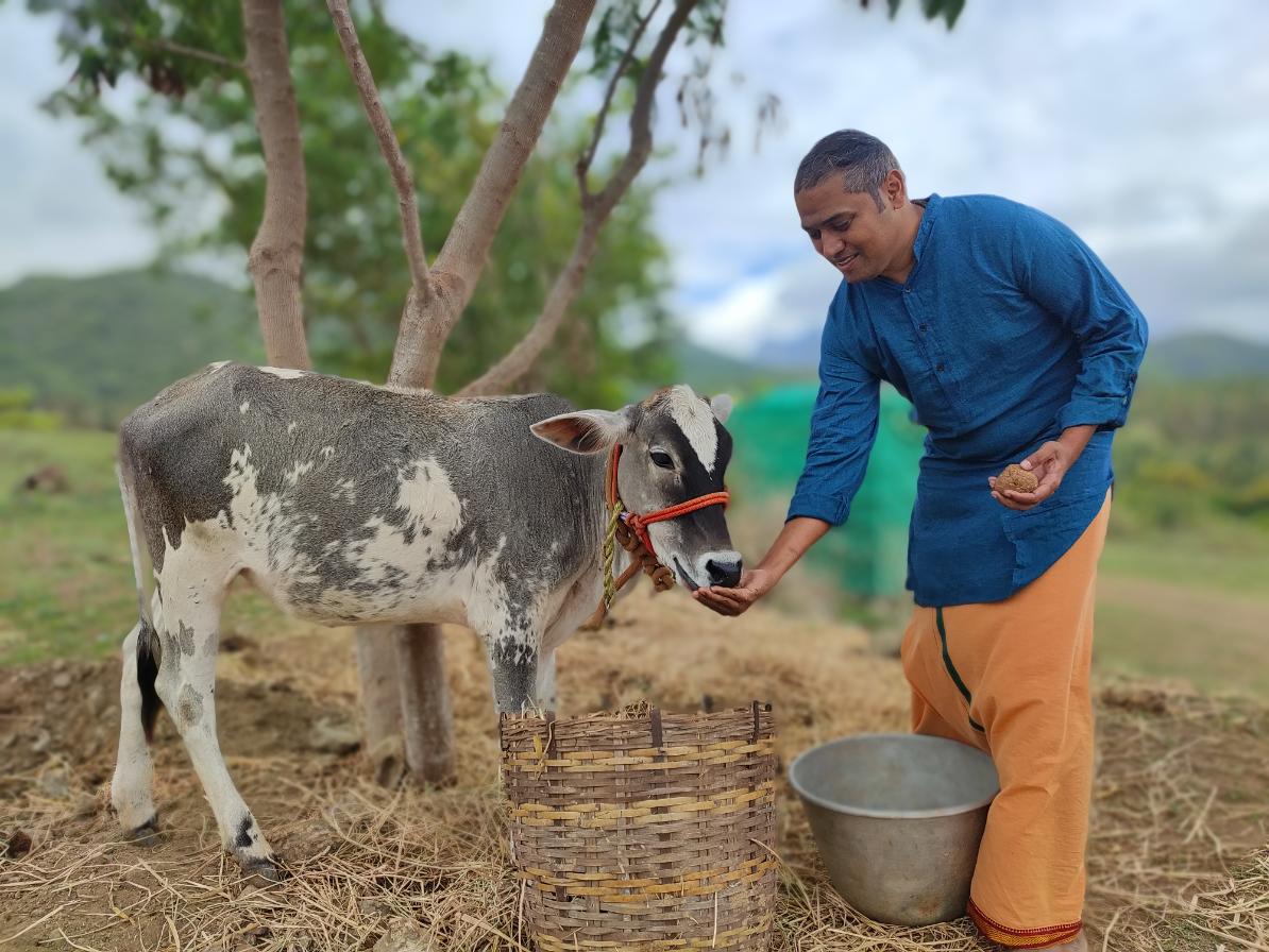 volontariato, India, vitto e alloggio, vegetarianismo, mucca, latte